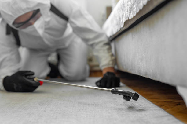 Professional Bed Bug Control technician working in Brentwood, MO